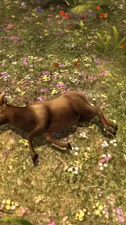Deer Hunter Classic screenshot 4