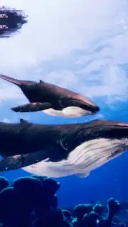 The Humpback Whales screenshot 18