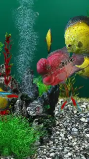 AquaLife 3D screenshot 5