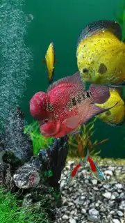 AquaLife 3D screenshot 1