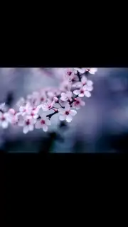 MediaFire screenshot 4