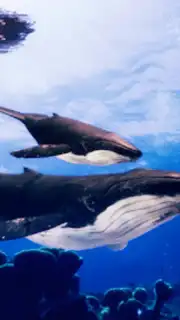 The Humpback Whales screenshot 17