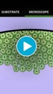 Cell Lab screenshot 1